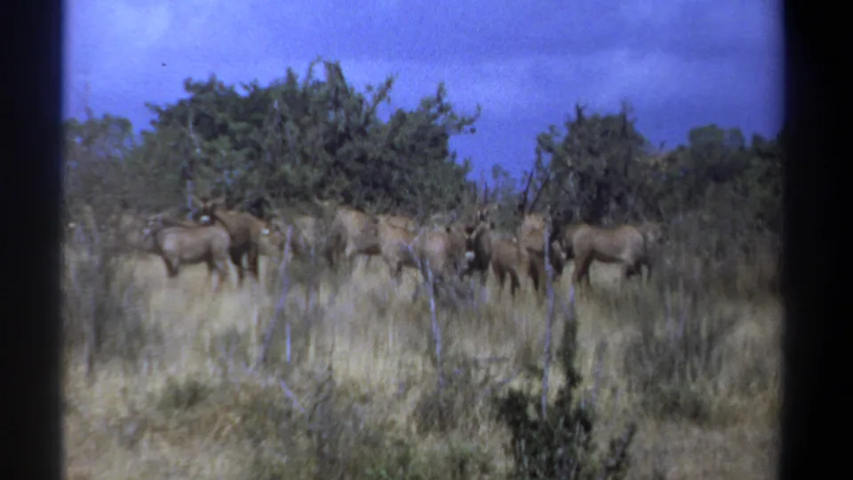 1969 Kenya 8mm frame of antelope-like animals clustered in golden grass with scrub and trees behind.