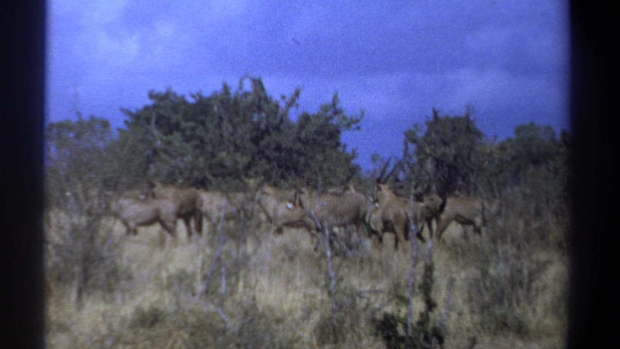 In Kenya 1969 8mm footage, a small antelope herd crosses dry grassland past shrubs under a saturated blue sky.