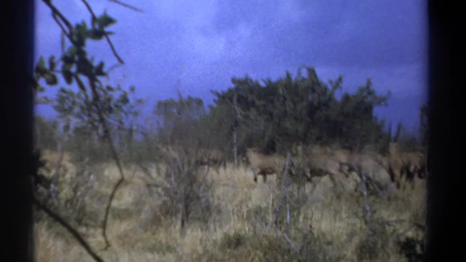 In the 1969 Kenya home-movie frame, antelope run through dry savanna brush with trees and dark film-edge framing.