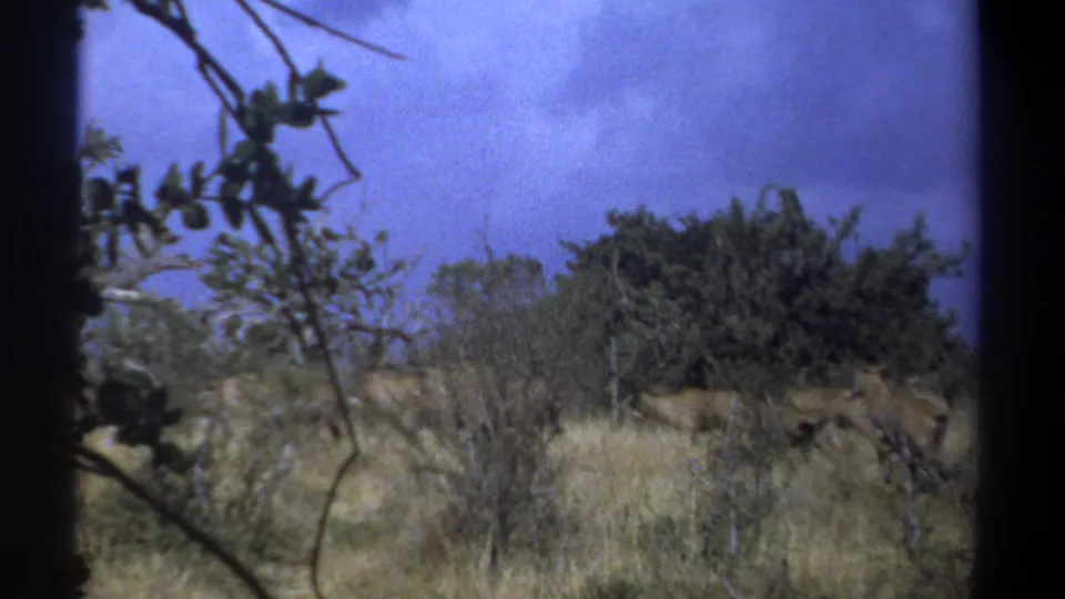 Foreground branches partially obscure antelope moving across the Kenyan savanna in grainy 1969 8mm footage.