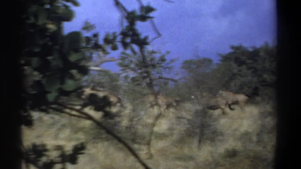 A blurred 1969 Kenya 8mm frame shows antelope moving through dry savanna grass behind leafy foreground branches.