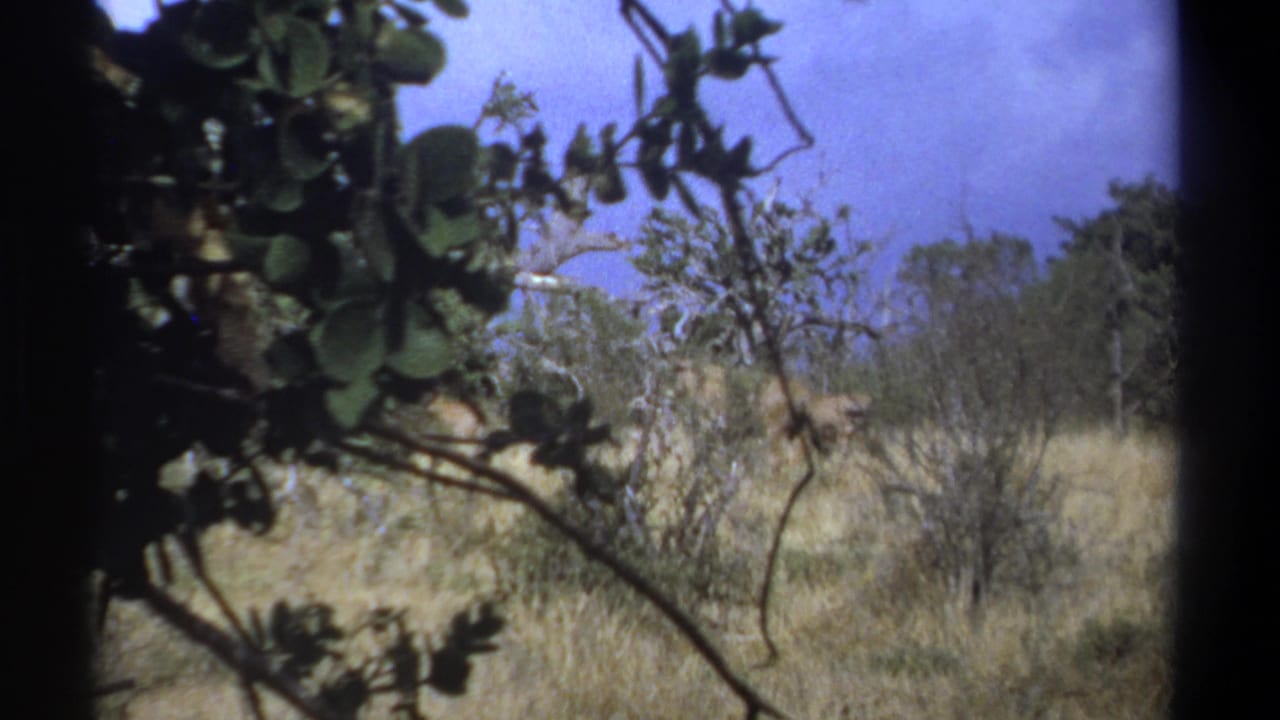 Dry bushland seen through dark leafy branches, with pale grass and scrub trees beyond.