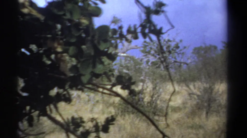 1969 Kenya home-movie view of dry bushland partly obscured by dark foreground foliage and branches.
