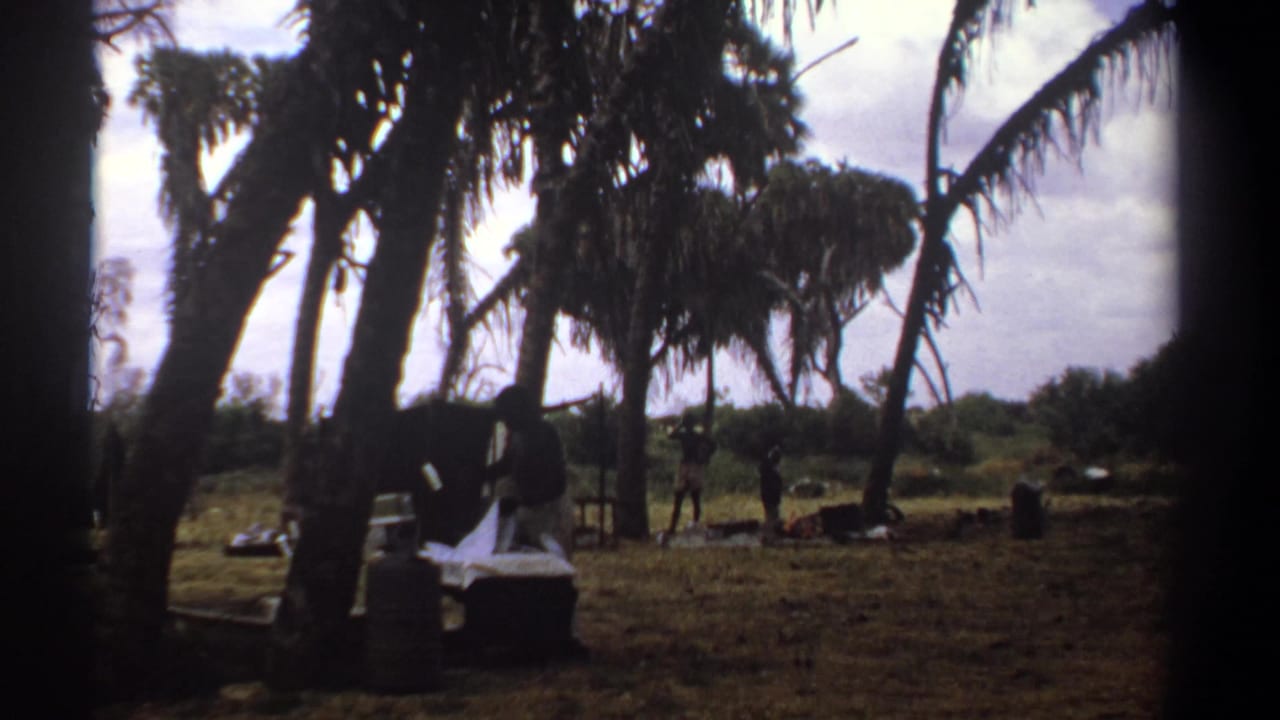 A person stands near a white sheet beneath tall palm trees.
