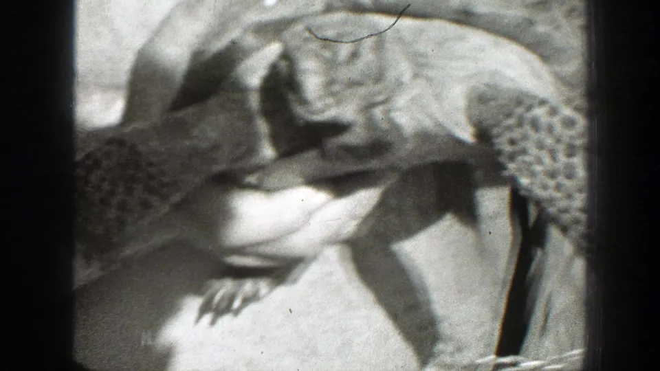 A close 1939 California 8mm frame shows a large turtle cradled in hands, with patterned limbs and shell visible.