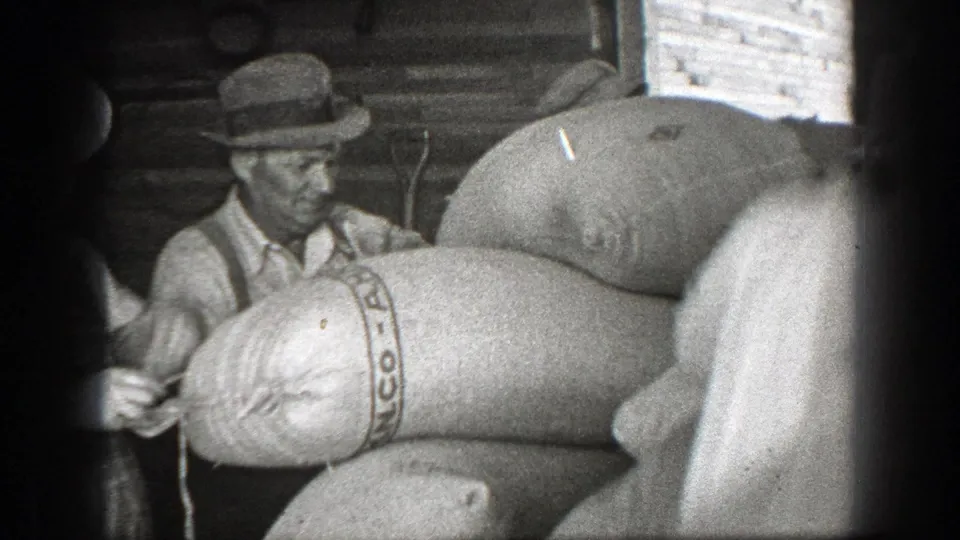 A worker in 1939 California appears to handle or open a large CO-OP-marked sack among stacked bags inside a wooden building.