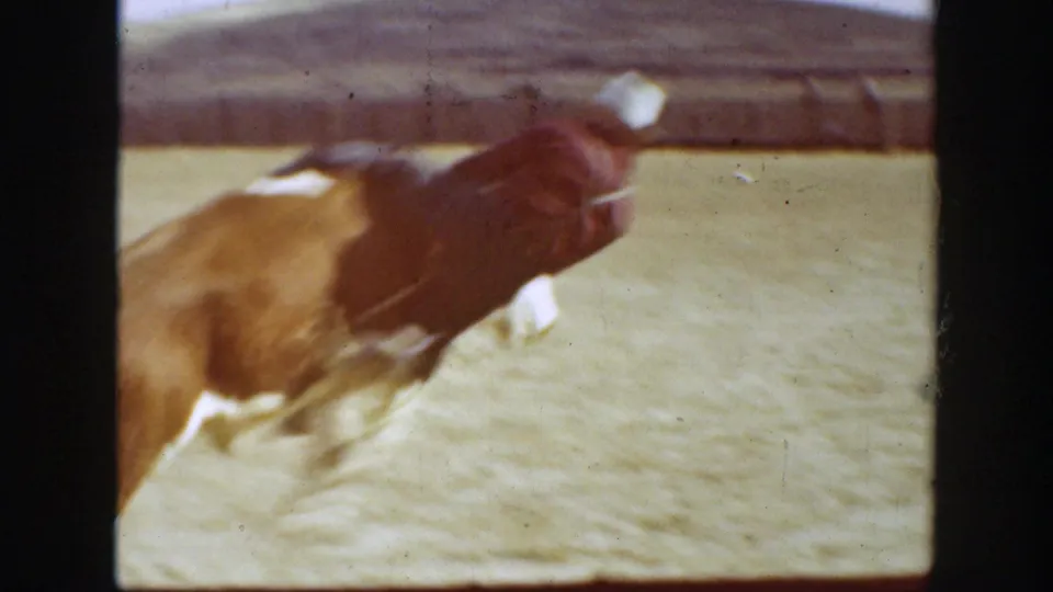 1939 California 8mm frame showing the bull in motion across the arena after the rider has lost control or fallen out of view.