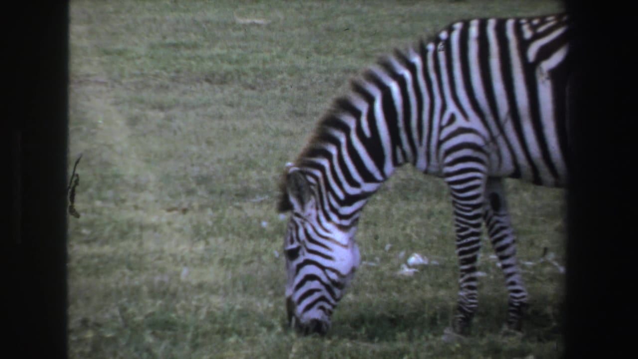 Zebra grazing in a grassy field with dark film borders around the frame.