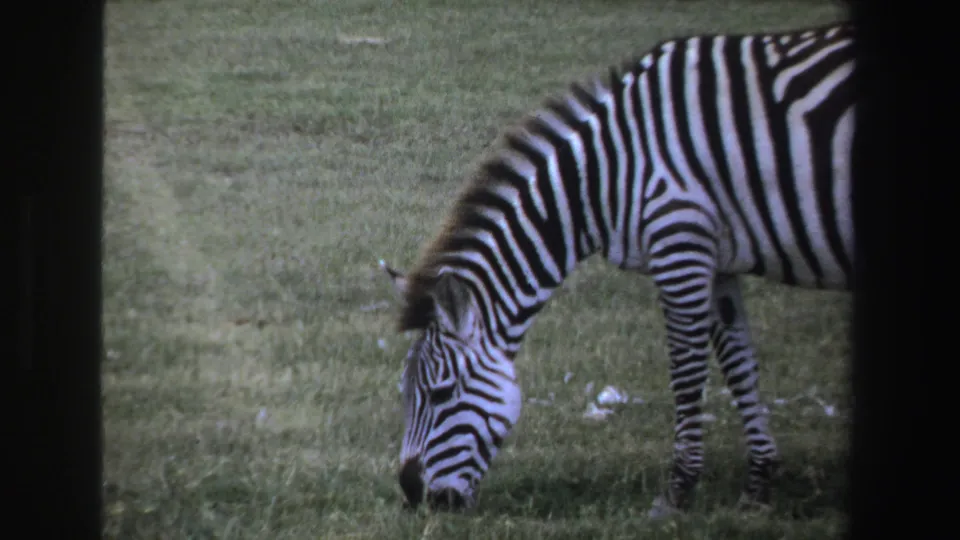 1969 South Africa 8mm still showing a zebra bent low to feed on grass, with soft grain and dark projected-film borders.