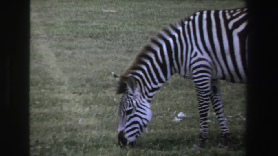 1969 South Africa home-movie frame of a zebra grazing in a field, seen through soft focus and dark 8mm frame edges.