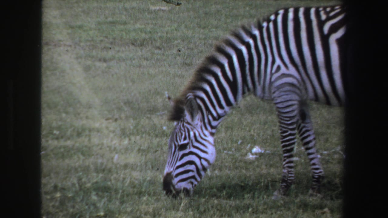 A zebra grazes on green South African plains in 1969 8mm home-movie footage with dark film borders.