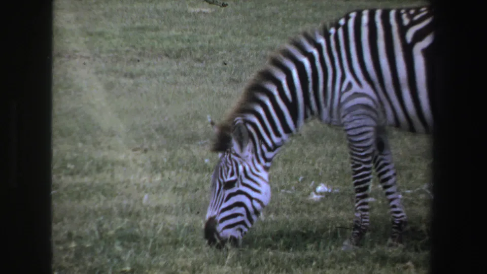 A zebra grazes on green South African plains in 1969 8mm home-movie footage with dark film borders.