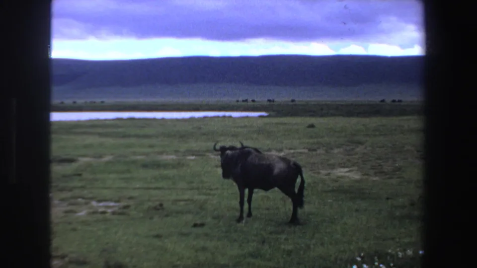 A wildebeest stands on a broad green plain in South Africa, with distant water, hills, and a purple-tinged sky.