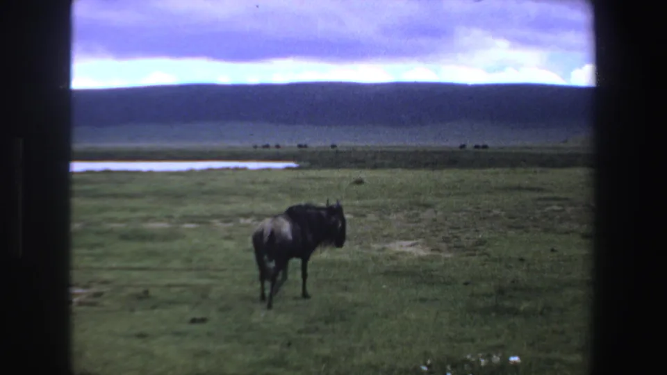 A wildebeest remains on the green plain, seen in 1969 South Africa 8mm footage with distant water and hills behind it.