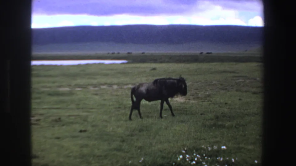 A wildebeest walks across the green South African plain, with distant water, hills, and visible 8mm frame edges.