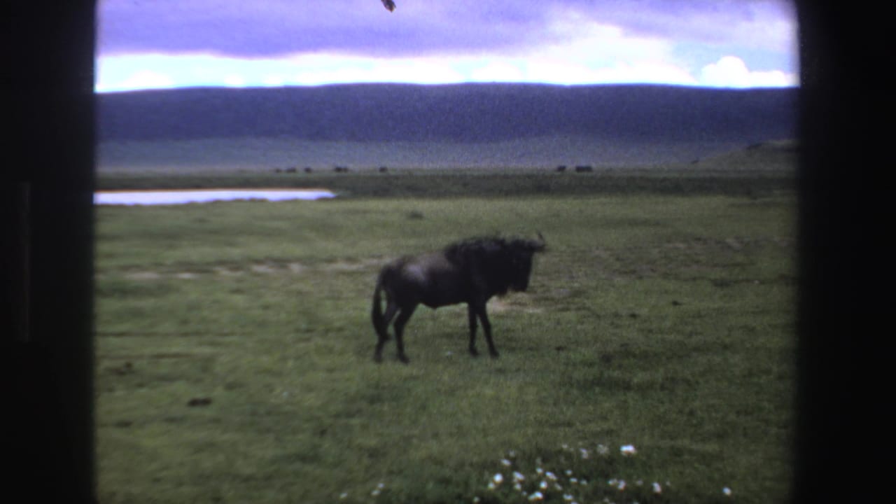 Wildebeest standing on open grassland with distant hills and dark film borders.