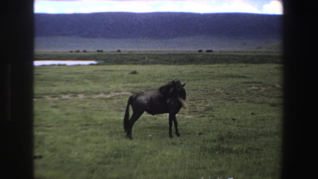 Wildebeest standing farther right on grassy plain with low hills in the background.
