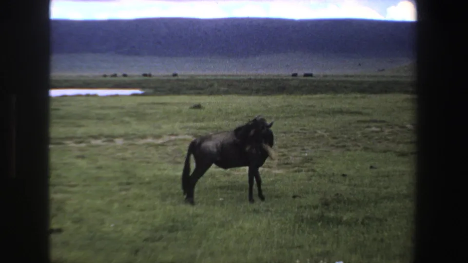 1969 South Africa home-movie frame of a wildebeest standing on grassland, with distant hills and scattered animals near the horizon.