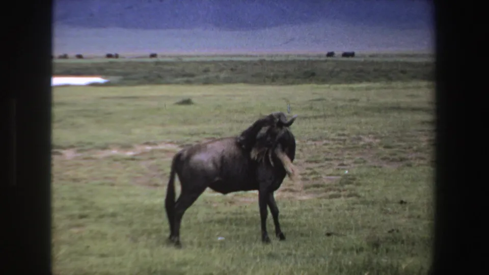 1969 South Africa 8mm frame showing a wildebeest lifting its hind leg to scratch its neck on a grassy plain.