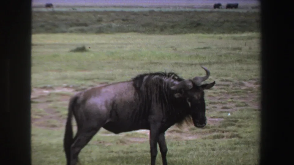 Closer 1969 South Africa 8mm view of a wildebeest on grassland, with horns, dark mane, and distant grazing animals visible.
