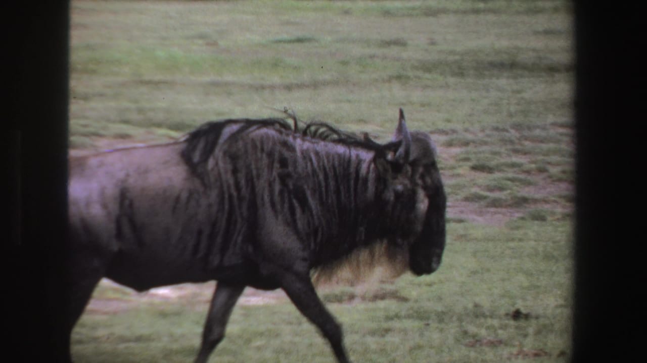 Wildebeest walking left to right across grassy ground, seen in side profile.