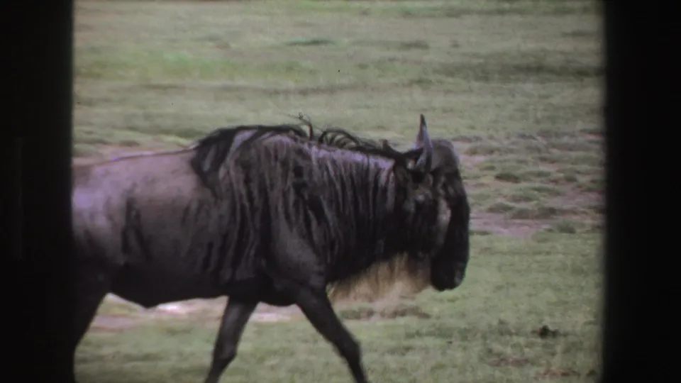 1969 South Africa 8mm frame showing a wildebeest in side profile on grass, with dark film borders and soft handheld focus.