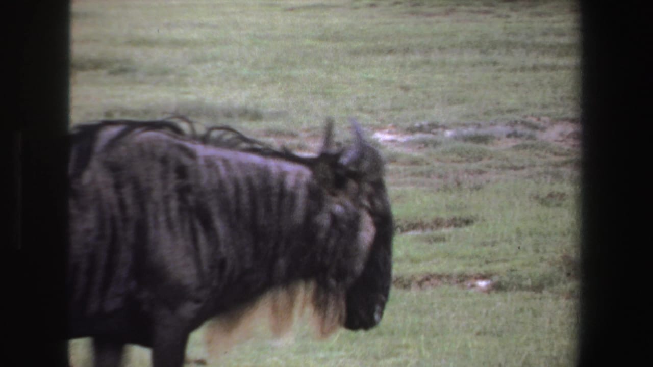 Wildebeest centered in side view with horns and mane visible against grass.