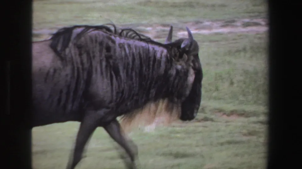 1969 South Africa 8mm frame showing a closer side view of the wildebeest, with grain, blur, and grassy terrain visible.