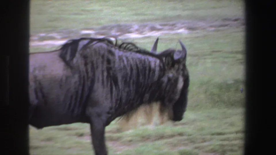 1969 South Africa 8mm frame with the wildebeest moving toward the right edge, its horns, mane, and dark coat visible.