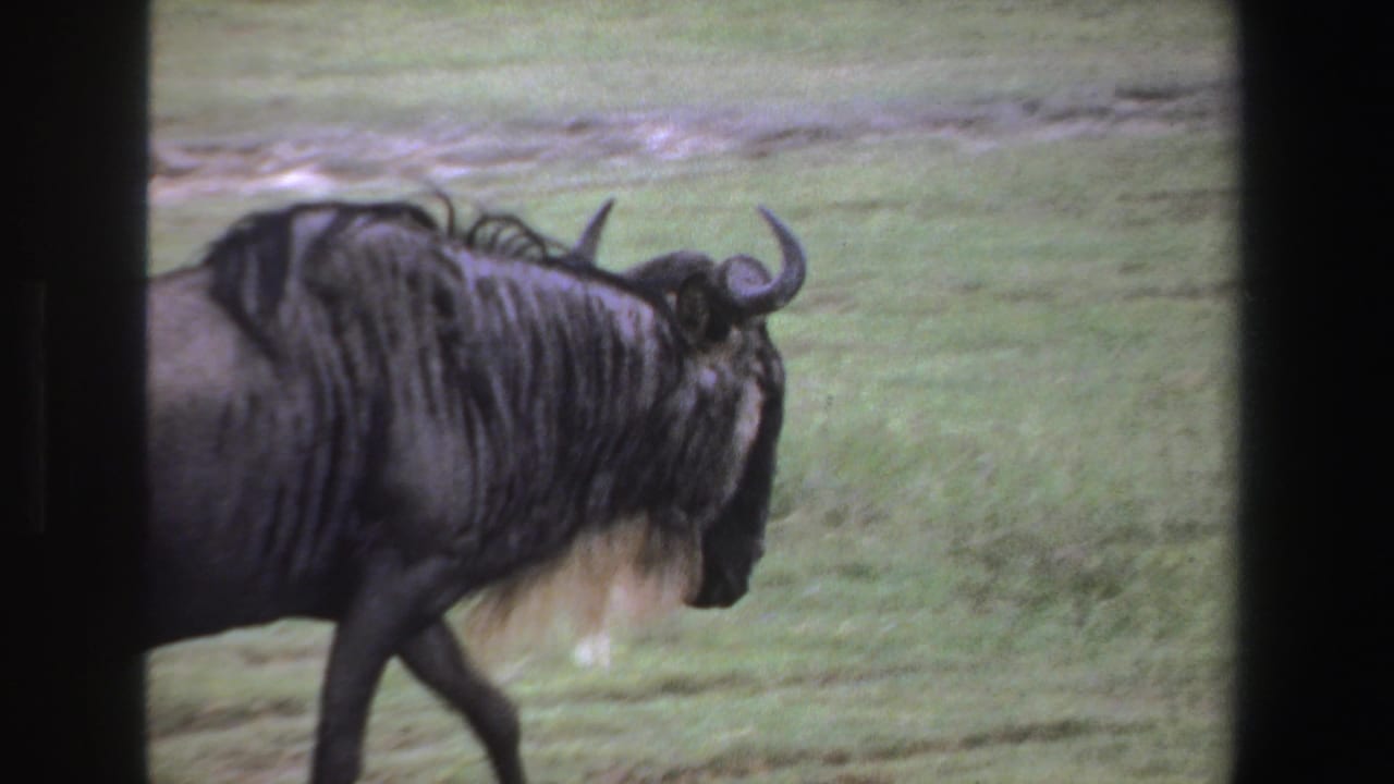 A wildebeest with curved horns and shaggy dark fur walks across grassy South African savanna in 1969 8mm footage.