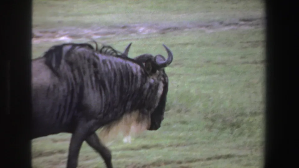 A wildebeest with curved horns and shaggy dark fur walks across grassy South African savanna in 1969 8mm footage.