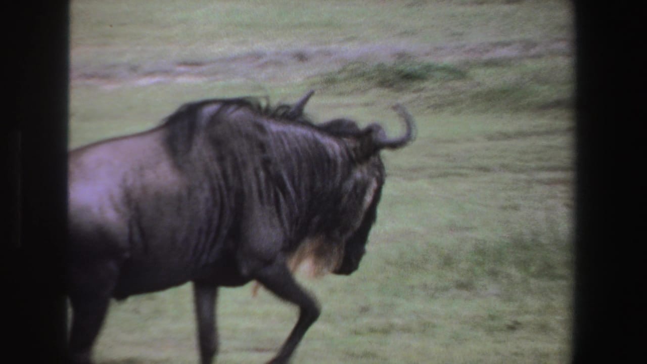 Wildebeest in profile walking past a grassy background.