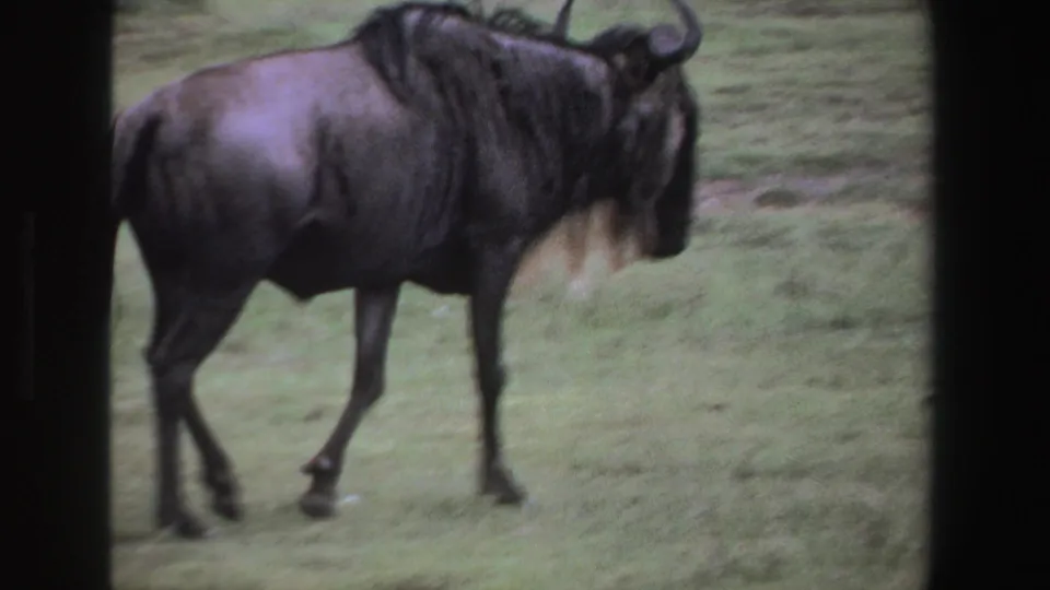 A dark wildebeest with horns and beard-like fur stands or steps through grassy South African terrain in 1969 home-movie footage.