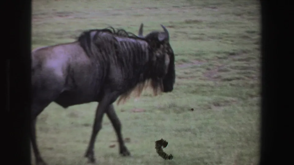 A horned wildebeest walks rightward across grassy savanna, with visible 8mm grain and small film marks in the frame.