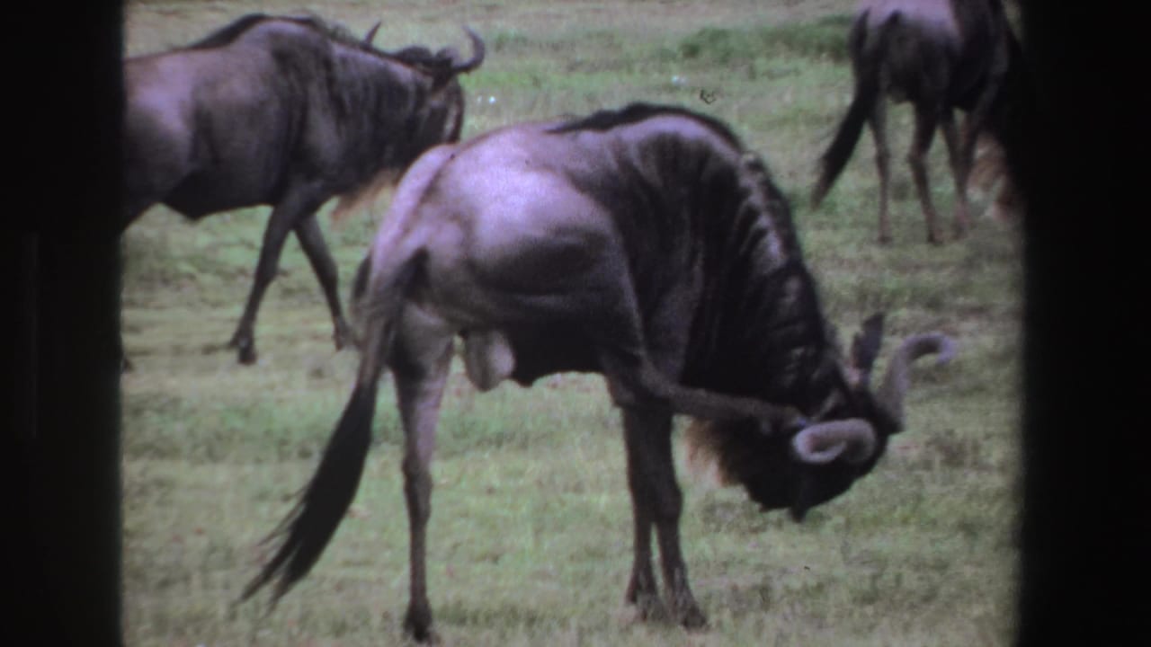 Wildebeests grazing on grassland with a dark film border at the left edge.