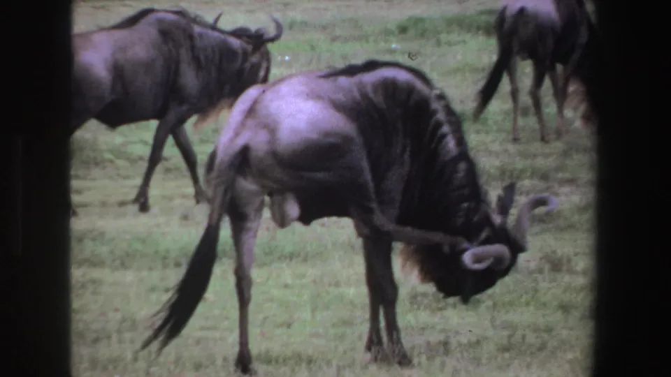 1969 South Africa 8mm frame showing several wildebeests grazing on open savanna, with soft focus and dark frame-edge shadow.