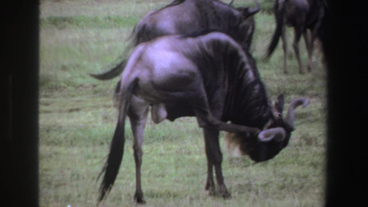 A wildebeest bends its head toward the grass while other animals graze behind it.