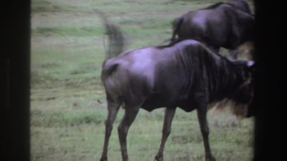1969 South Africa 8mm frame showing close wildebeests on savanna, with motion softness and a dark vertical frame division.