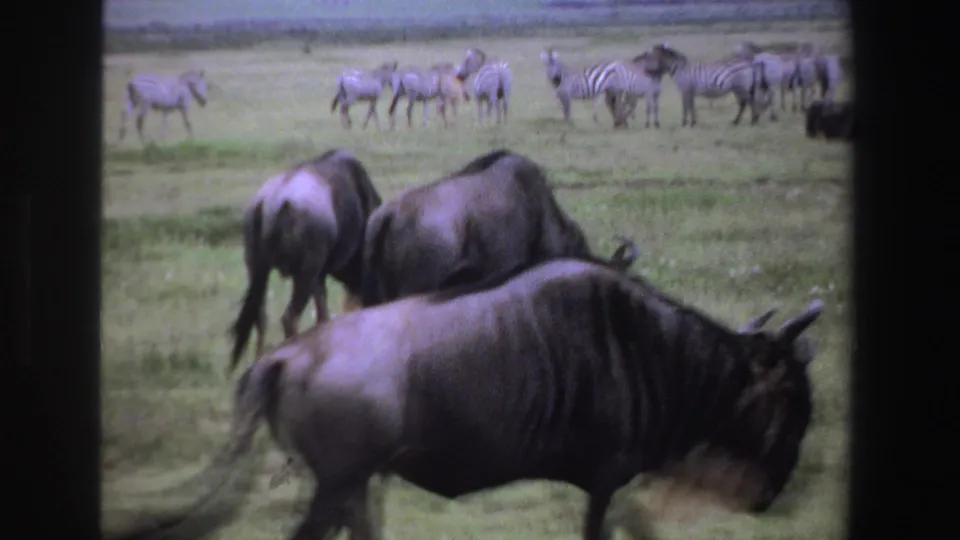 1969 South Africa 8mm frame with wildebeests in the foreground and a distant line of zebras across the grassy savanna.