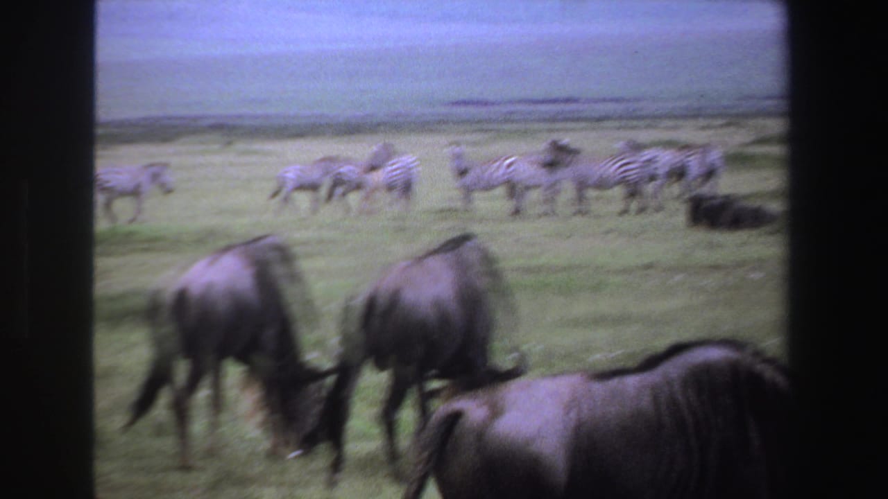 Wildebeests graze in the foreground while zebras stand farther back on open grassland.