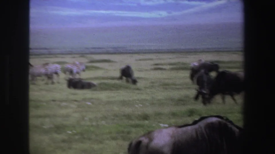 1969 South Africa wildlife frame with zebras and wildebeests grazing on grassland under a pale sky, partly framed by dark vehicle or film edges.