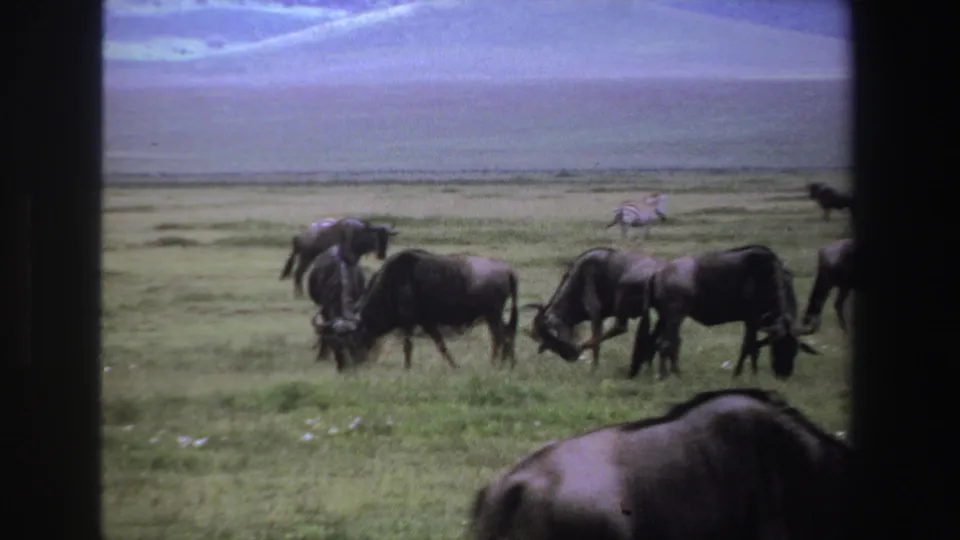 1969 South Africa 8mm frame showing a small group of wildebeests grazing in front of a wide grassland with zebras farther away.