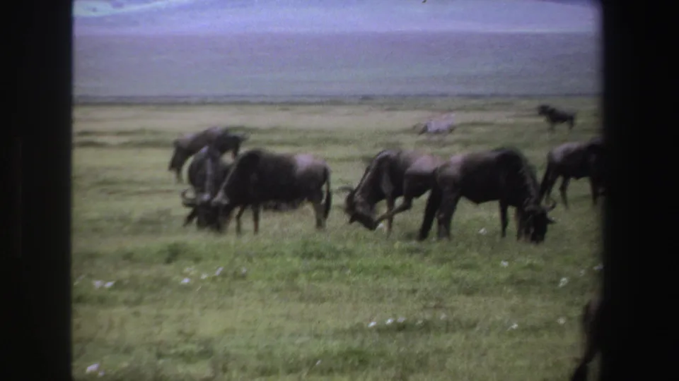 1969 South Africa wildlife frame with wildebeests grazing and moving through open grassland while zebras appear farther back near the horizon.