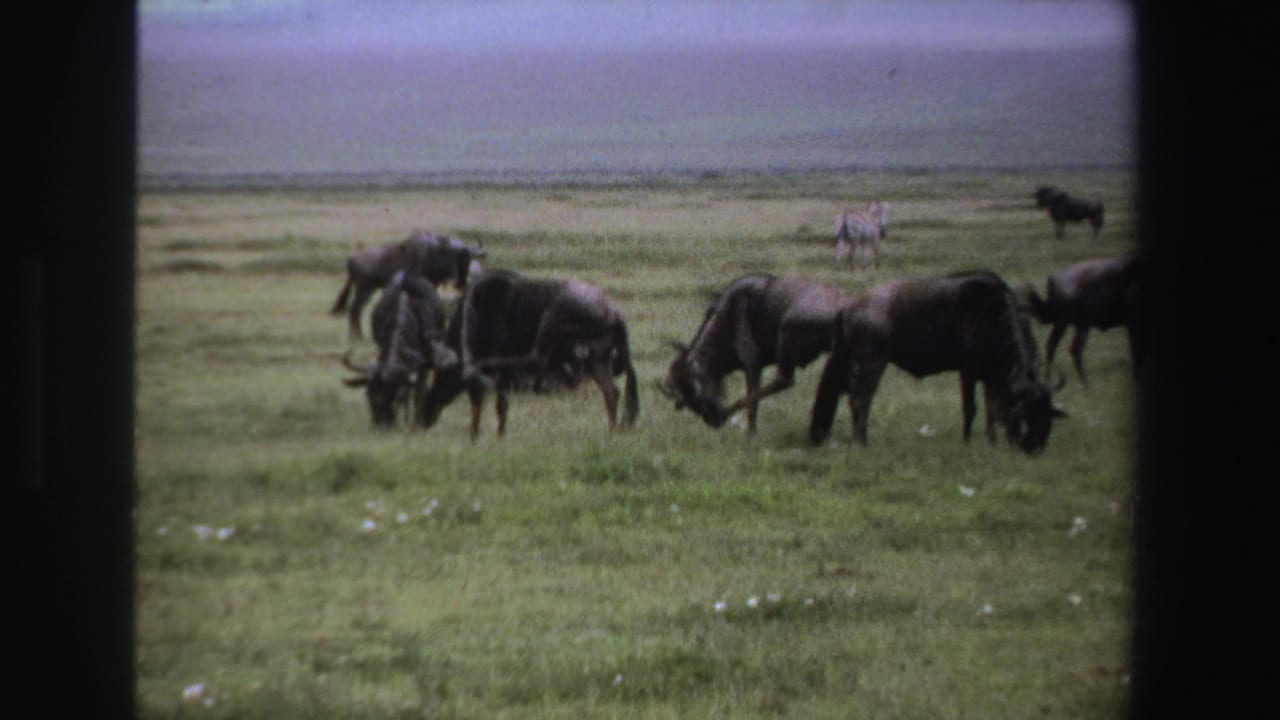 1969 South Africa 8mm frame showing wildebeest grazing on grassland, with a distant zebra and dark window-frame edges.