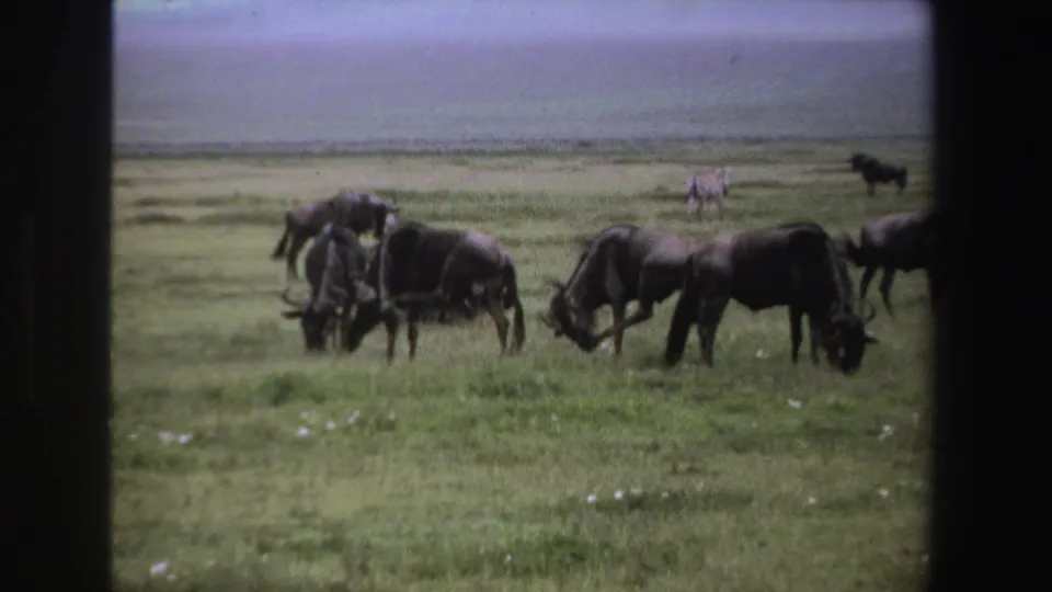 1969 South Africa 8mm frame showing wildebeest grazing on grassland, with a distant zebra and dark window-frame edges.