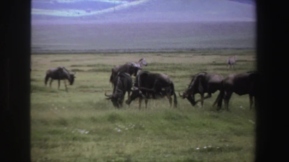 1969 South Africa safari view through a window frame, with wildebeest grazing and a zebra standing in the background.