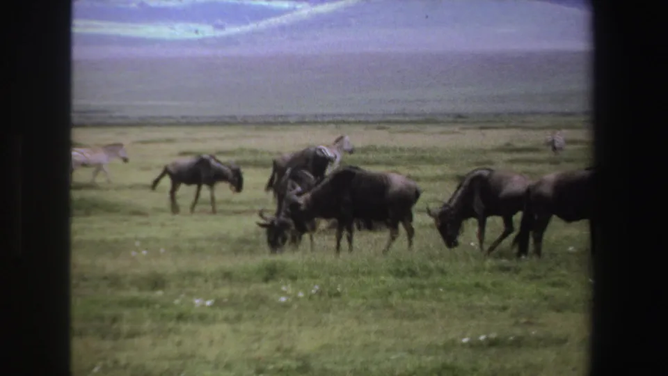 1969 South Africa 8mm wildlife frame with grazing wildebeest, distant zebras, and pale hills beyond the grassland.