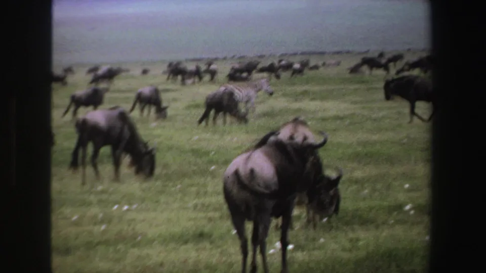 1969 South Africa home-movie frame with a foreground wildebeest and a larger grazing herd across the grassland.