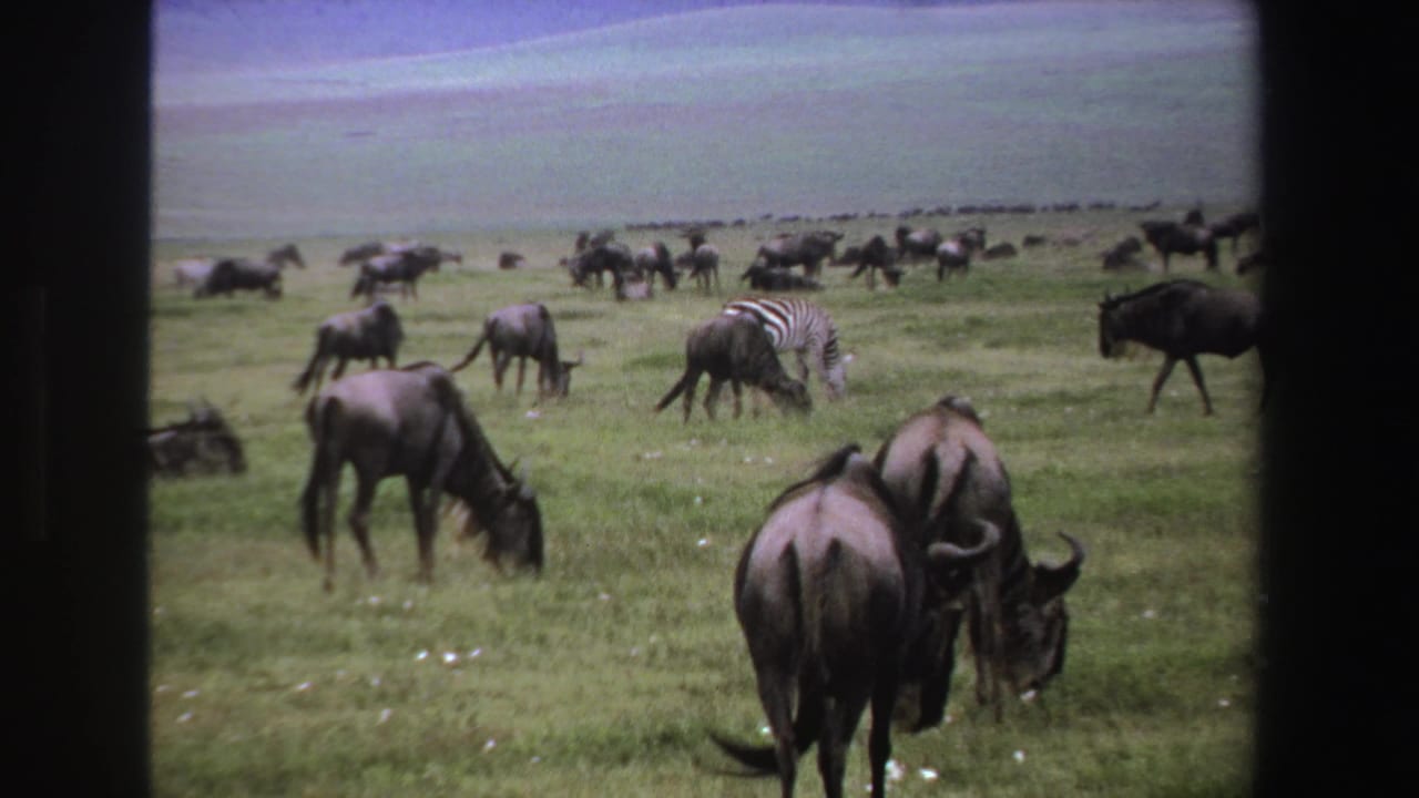 Wildebeest graze on an open plain with zebras scattered in the background.