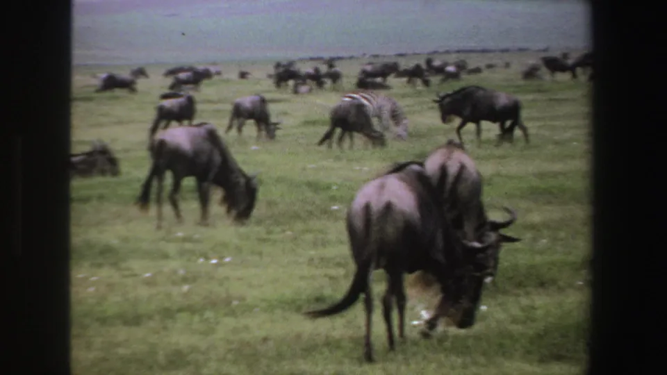 1969 South Africa safari home-movie frame with a foreground wildebeest and scattered zebras and wildebeest behind it.